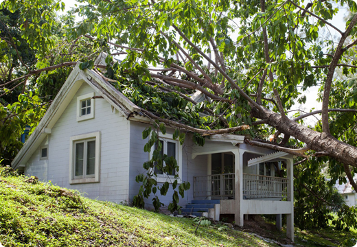 Emergency roof repair needed in Auburn, WA, after tree falls onto the roof of a house